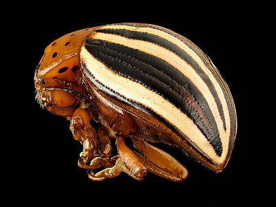 false potato beetle, insect, macro, wildlife, nature, mounted, close up