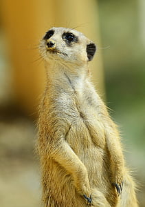 meerkat, animal, guard, keep an eye out, watch, curious, supervisor