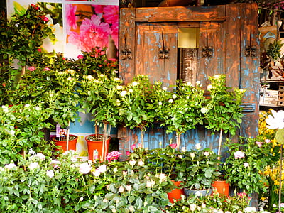 Cvetličarna, trgovina, cvet, Rose, barva, rastlin, rumena