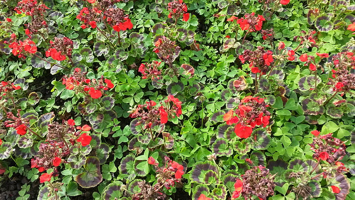 Begonias, blommor, sommar, trädgård, Flora, Blossom, Trädgårdsskötsel