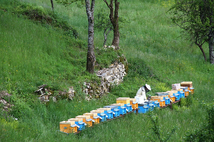 beekeeper, api, น้ำผึ้ง