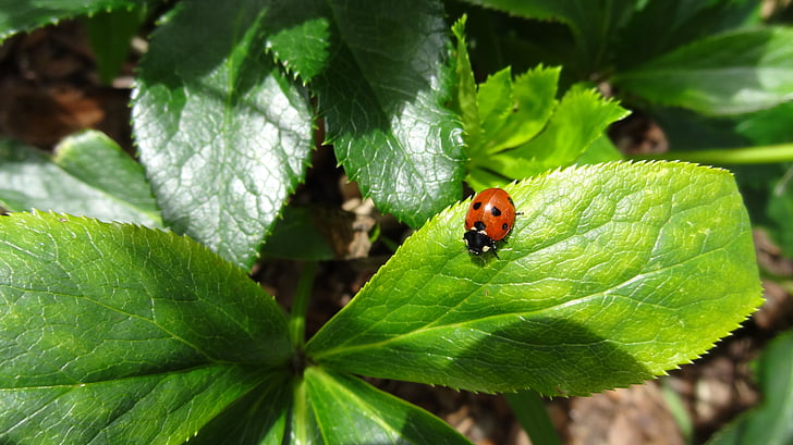 Ladybug, frunze, Lucky farmec, frunze, natura, pe frunze, insectă