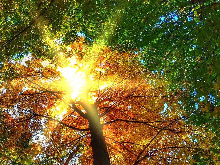 koki bērzs, kritums, rudens, septembris, zaļumi, koks, saules gaismā