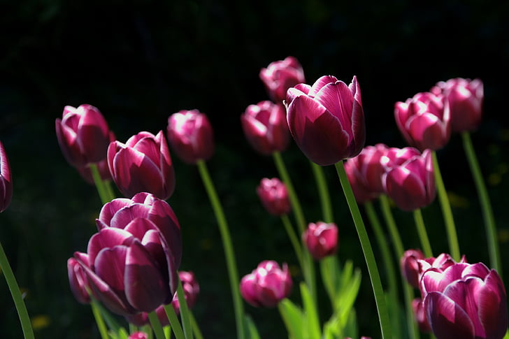 musim semi, bunga, Tulip, alam