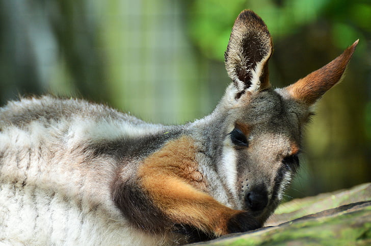wallaby de Benett, Wallaby, Kangourou, petit kangourou, mammifère, animal, marsupial