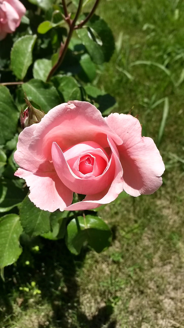 Rose rosa, rosa, Rose, rosa - fiore, fiore, natura, petalo