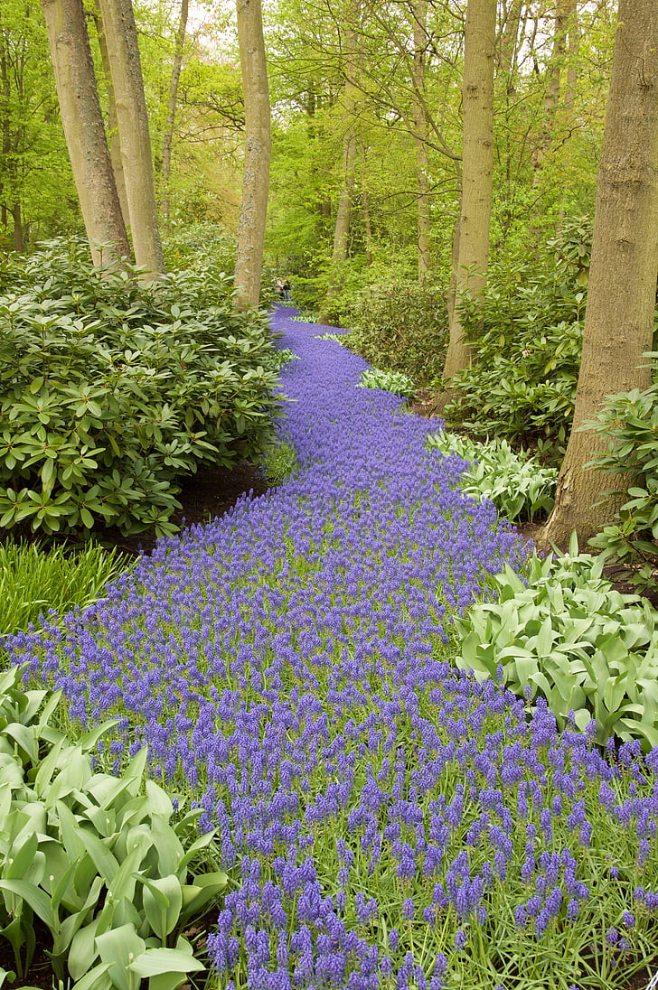 hyacinth, grape hyacinth, forest path, keukenhof