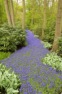 hyacint, hroznový hyacint, lesná cesta, Keukenhof