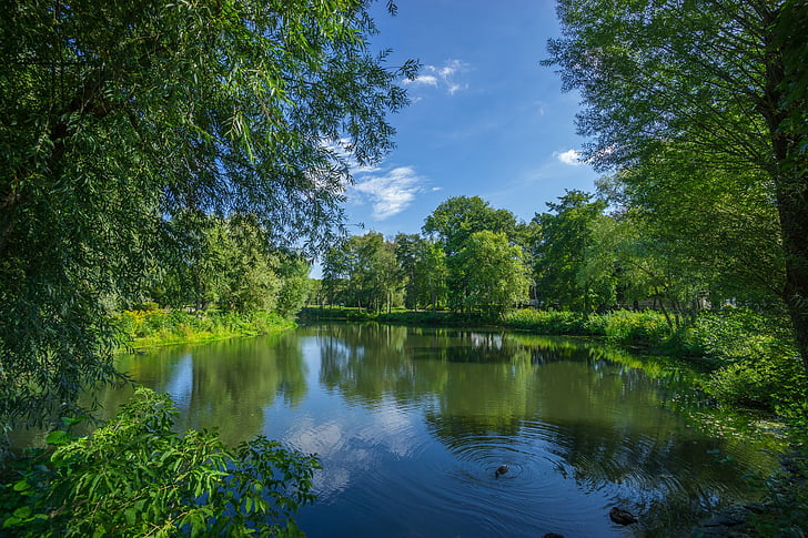 green, leaf, trees, lake, plant, nature, water