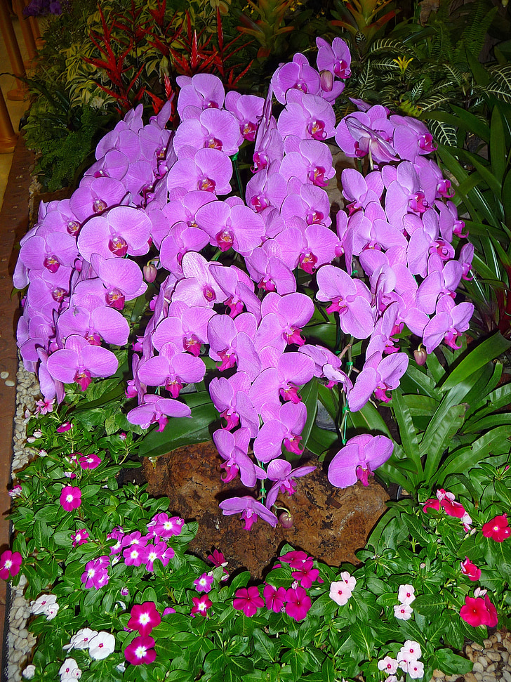 Orquídea, púrpura, Tailandia, tropical, exóticos, flor
