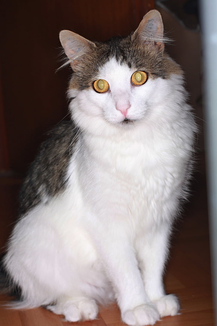 cat, european shorthair cat, animals, adidas, domestic cat, mackerel, cat's eyes