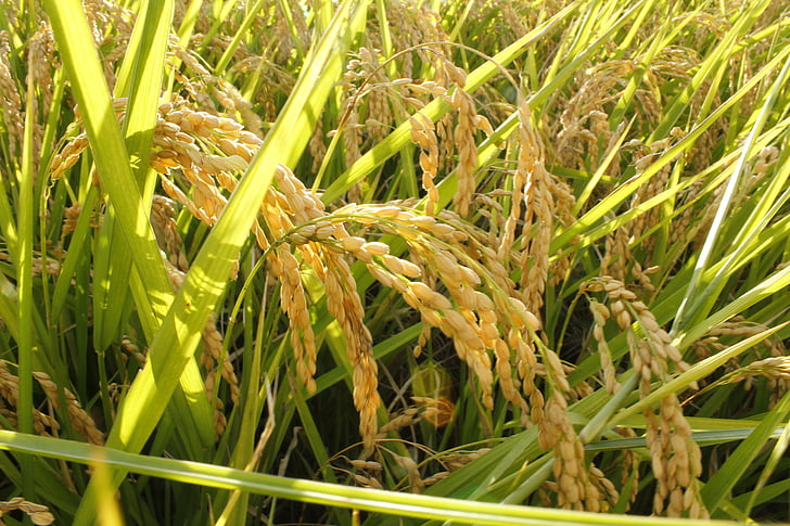 beras, latar belakang PPT, Skuad koleksi, warna hijau, tanaman, rumput, pertumbuhan