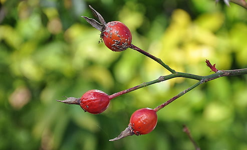 ovoce, Berry, červená, závod, zahrada, jaro, Bloom