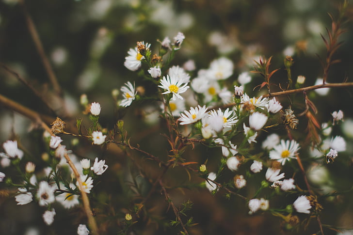 Aed, Daisy, lill, taimed, lilled, loodus, kasvu