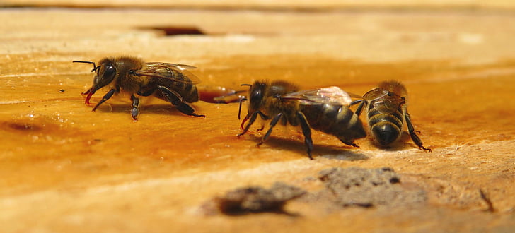 Bee, bier, honningbier, honningbier, dyr i naturen, dyr temaer, ingen mennesker