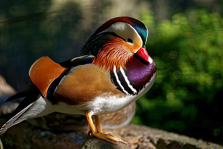 pato de madera Carolina, aves acuáticas, aves, plumas de, naturaleza, hermosas plumas, al aire libre