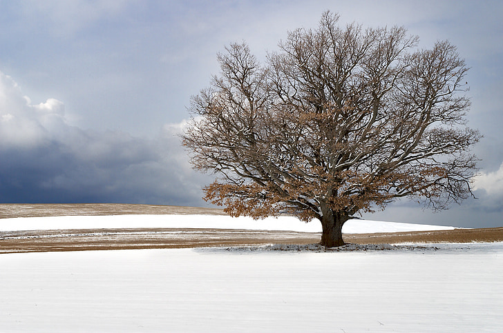 france, provence, snow, tree, south of france, field, nature