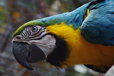 parrot, bird, plumage, colorful, color, ara, head