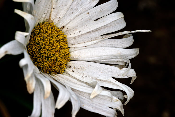 flor, blanc, flor de ritus de Marga, macro, natura