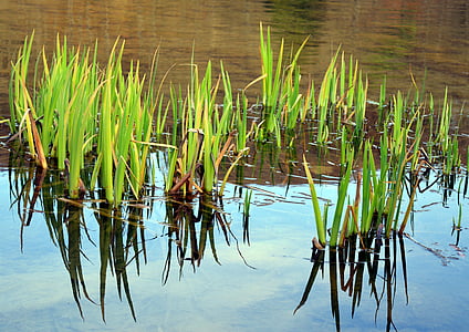 iris de pantano, planta acuática, flor de agua, Banco, estanque, planta, naturaleza