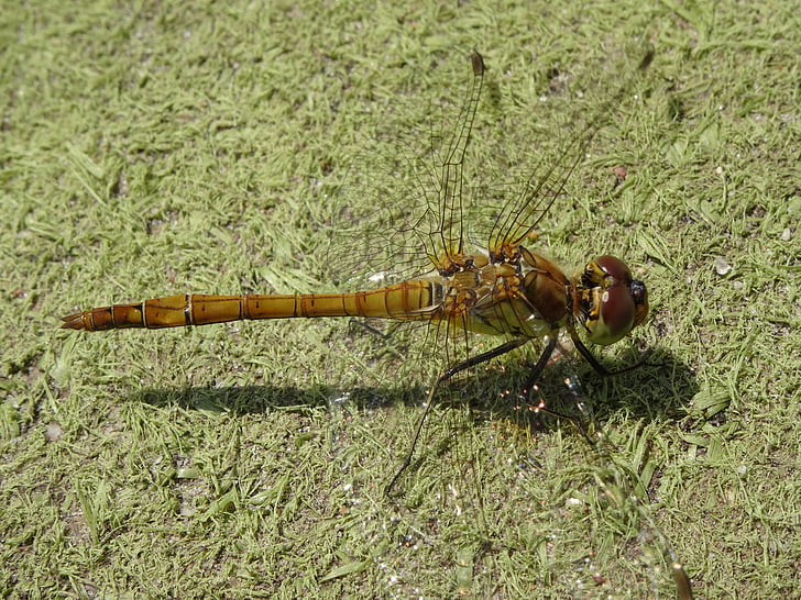 водни кончета, затвори, природата, насекоми, създание, конче на пръчка, жълт dragonfly