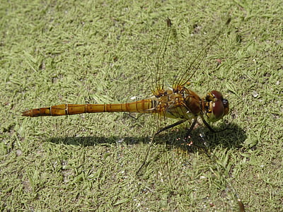 Dragonfly, sluiten, natuur, insect, schepsel, Toverstaf dragonfly, gele dragonfly