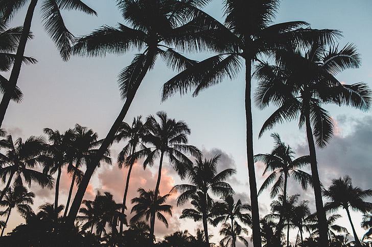 palmeiras, árvores, Crepúsculo, trópicos, tropical, silhueta, Palm