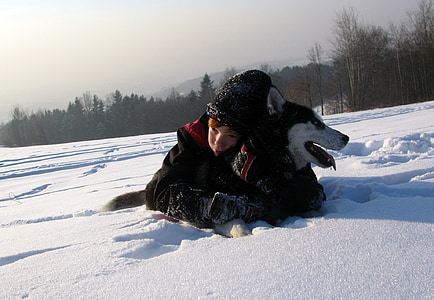 hunden, Grønlandshund, snø, Sibirsk husky