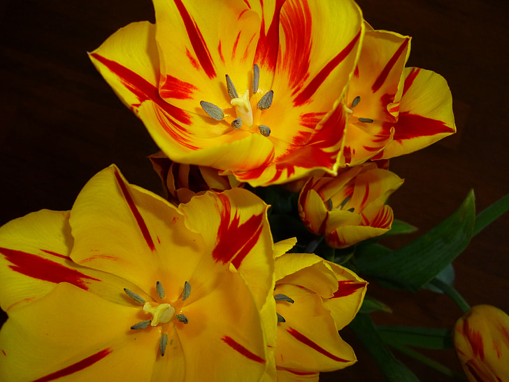cvetje, tulipani, pomlad