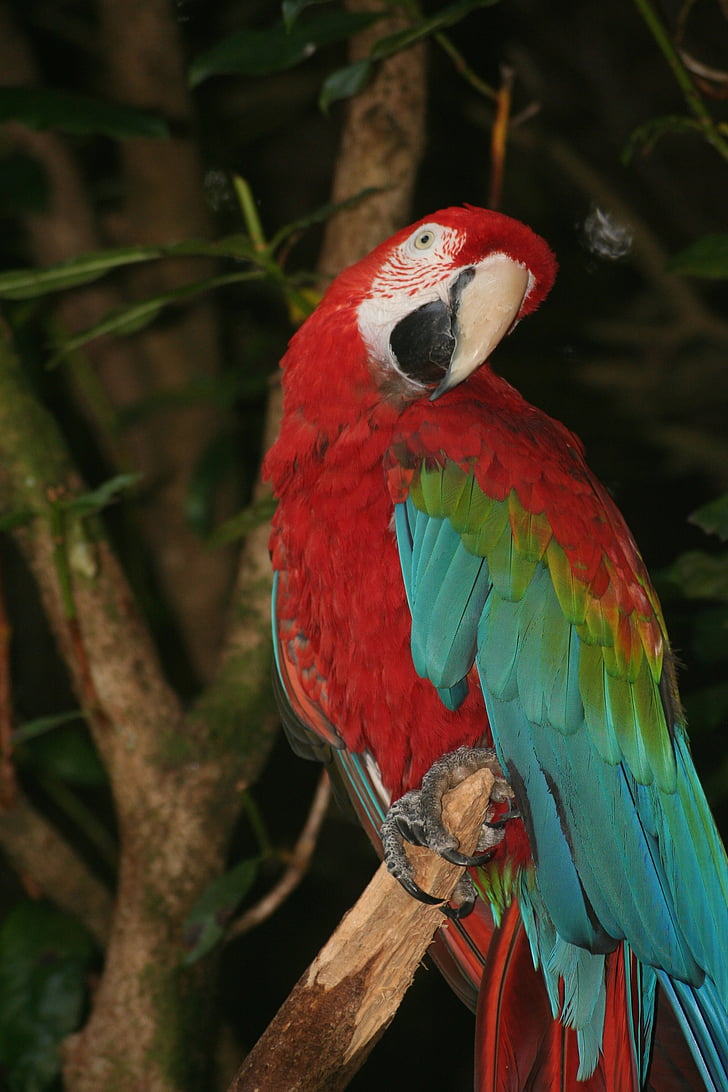 papegaai, vogel, dieren in het wild