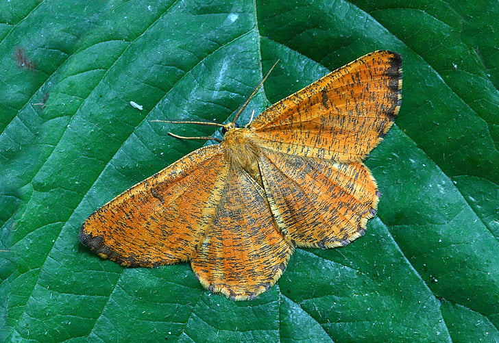 Moth, makro, Lepidoptera, brittiska, naturen, insekt, vingar
