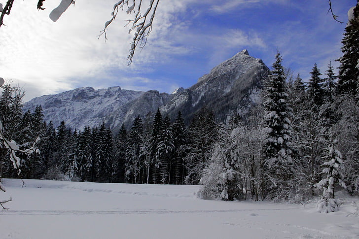 meža, ziemas, koki, sniega, auksti, ziemā maģija, Alpu