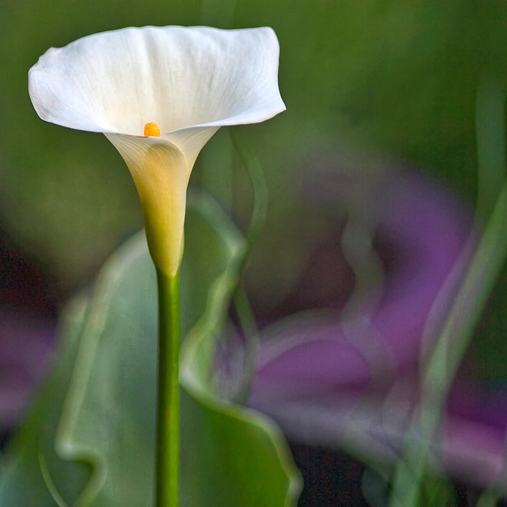 zantedeschia, aethiopica, calla, arum, lily, striking, white