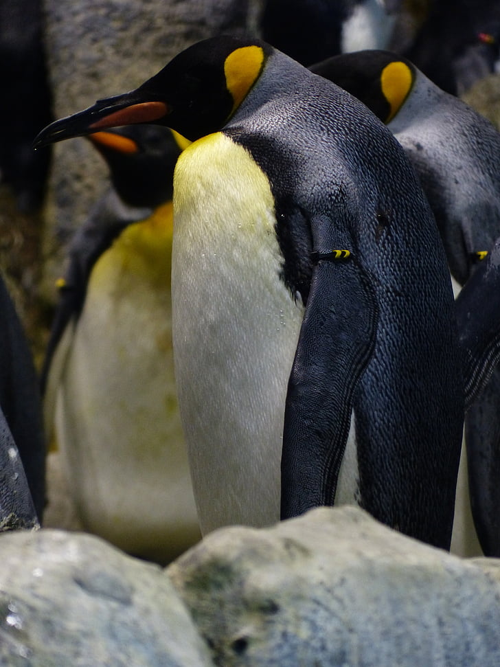 Raja penguin, penguin, aptenodytes patagonicus, spheniscidae, besar penguin, aptenodytes, Antartika