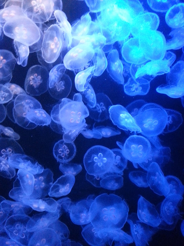 méduse, méduses, sous l’eau, océan, nature, enluminés, Aquarium