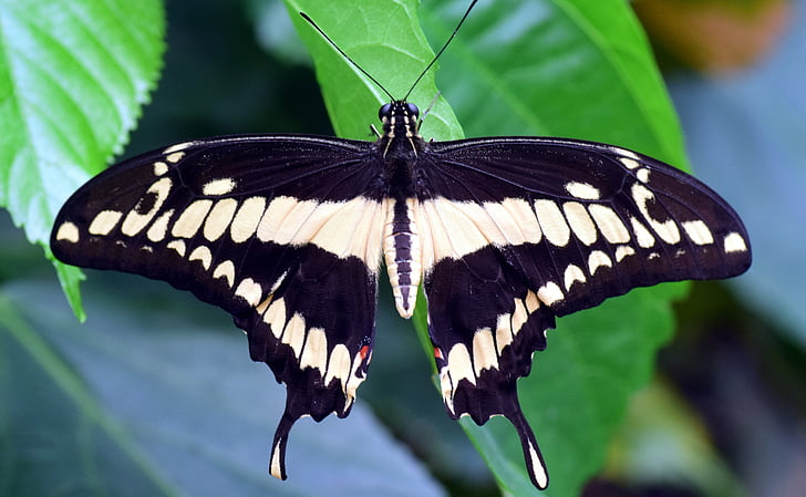 pas, Papilio machaon, kupu-kupu, eksotis, tropis, serangga, sayap