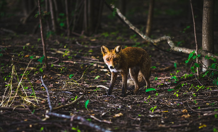 Fox, Wildlife, väike, väike, Nunnu, looma, lihasööja