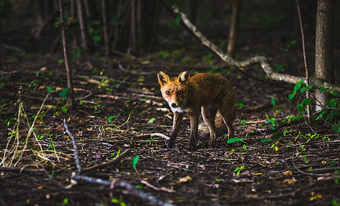 Fox, voľne žijúcich živočíchov, malý, malé, milý, zviera, mäsožravec