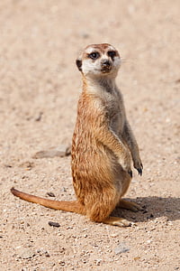동물, 귀여운, 포유 동물, meerkat, 자연, suricate, 야생 동물