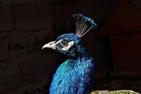 peacock, head, peafowl, profile, feather, color, colorful