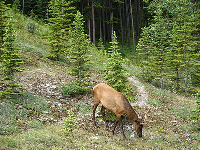 Elk, žamet, rogovi, Jasper, Alberta, Kanada, prosto živeče živali