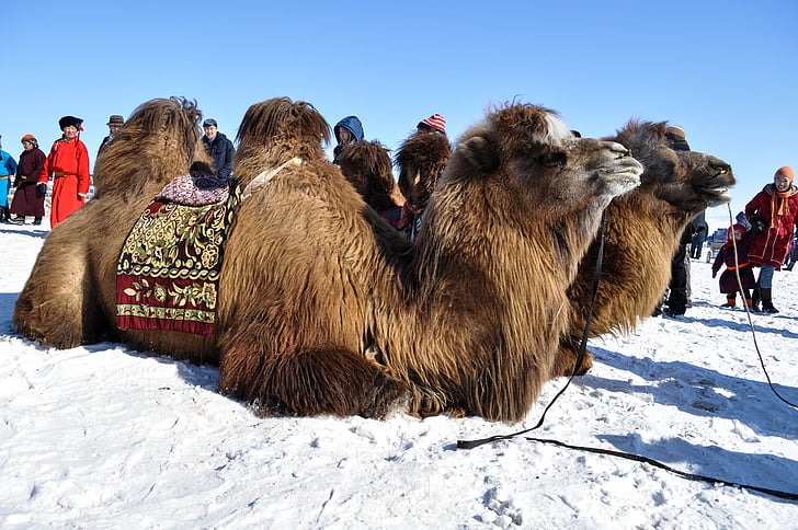 camel, winter, bactrian, mongolia, animal, nature, snow