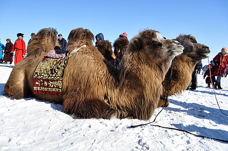 camello, invierno, Bactrian, Mongolia, animal, naturaleza, nieve