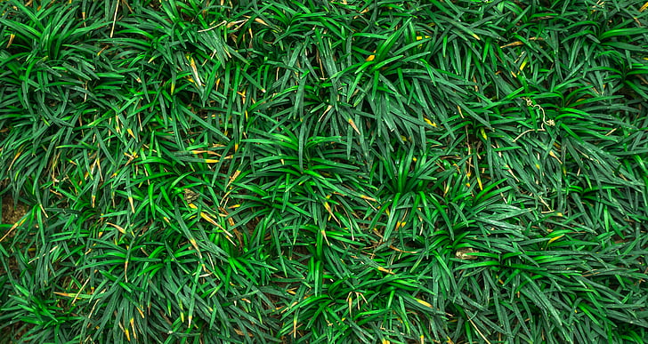 leaf, nature, green, abstract, plants, herb, grass