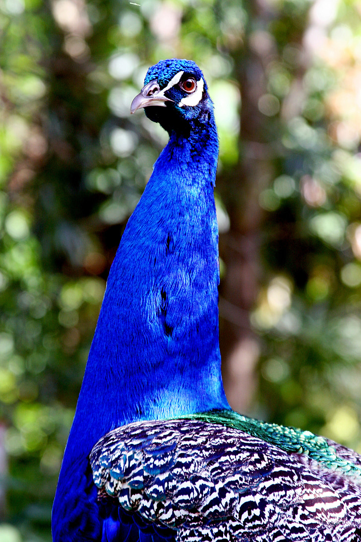 pavo real, pájaro, Hawaii, azul, plumas de