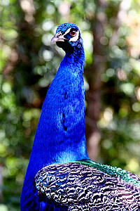 Peacock, vogel, Hawaii, blauw, veren