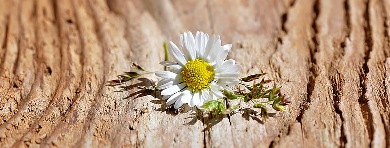 λουλούδι, άνθος, άνθιση, λευκό, χόρτα, ξύλο, δειγμένο λουλούδι