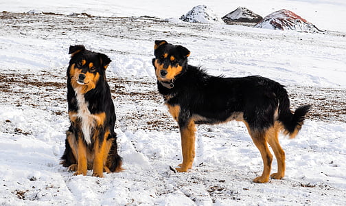 gos, l'hivern, animal de companyia, animal, natura, Mongòlia, nòmada