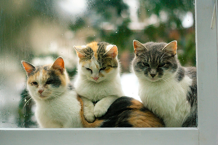 แมว, แมว, สัตว์เลี้ยง, กลางแจ้ง, เศร้า, ในขณะที่ ploiosa, สัตว์เลี้ยง