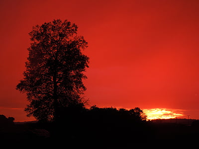 coucher de soleil, arbre, horizontalement
